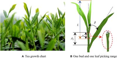 Continuous identification of the tea shoot tip and accurate positioning of picking points for a harvesting from standard plantations